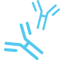 Antibody Design